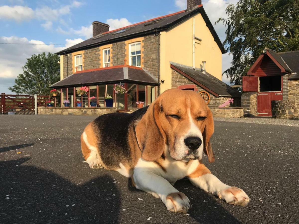Llangwyryfon Country Breaks Bed & Breakfast อาเบอรีสวิท ภายนอก รูปภาพ